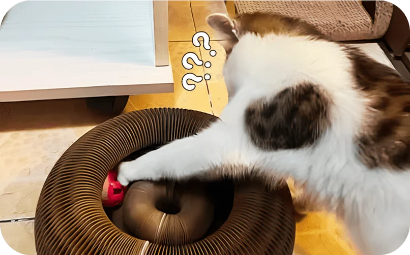 Chat jouant avec Zevlo